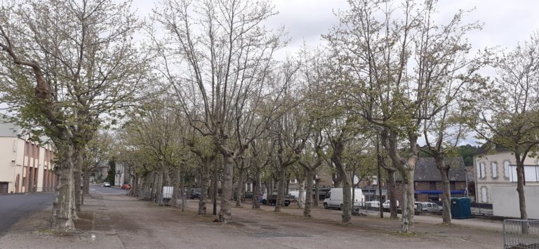 Non à l'abbatage des platanes centenaires d'Objat en Corrèze