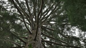 Apéro-conversation : Reconnaître à la nature des droits : pour en finir avec l’écocide et vivre en harmonie avec le vivant @ Théâtre de Brive
