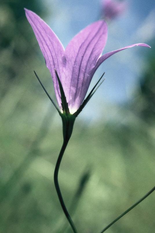 nature - fleur violette