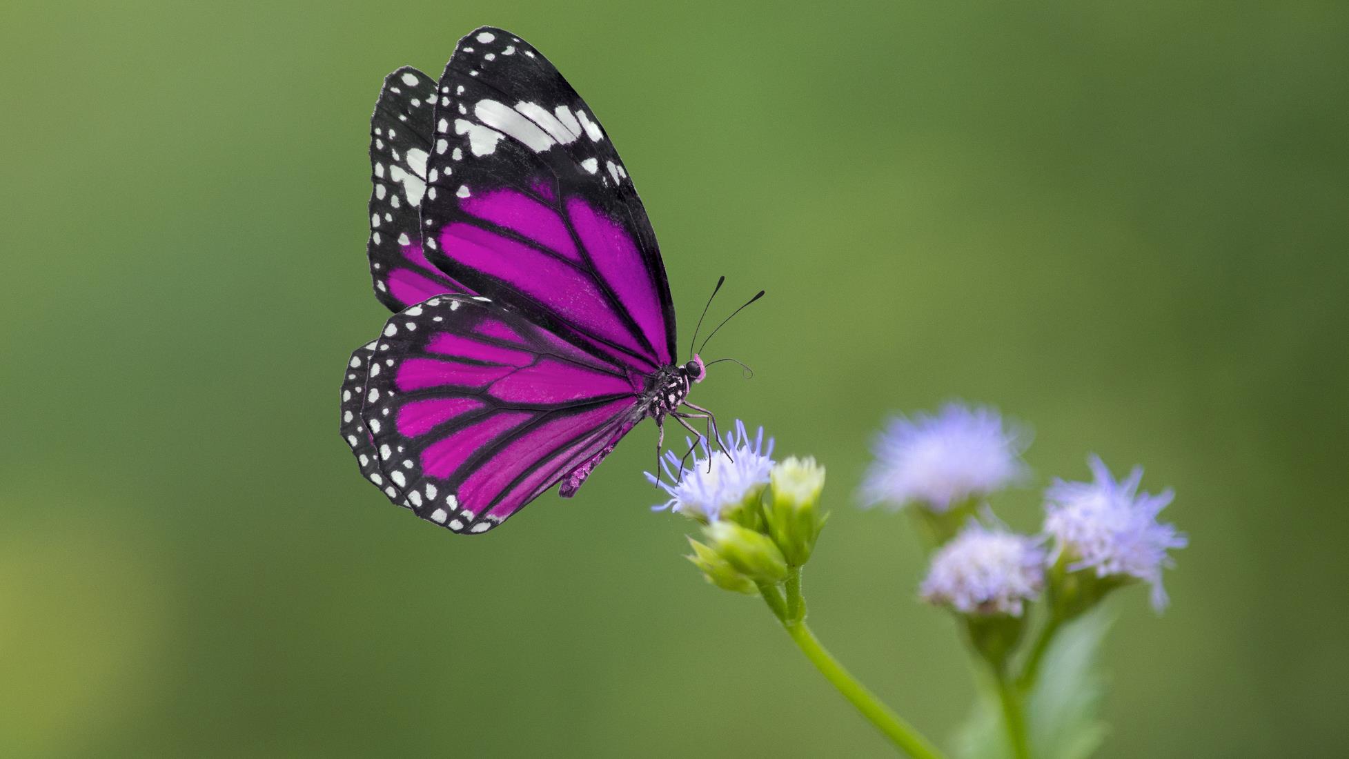 Papillon en train de sucer le nectar d'une fleur