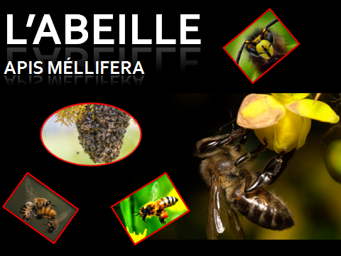 Conférence gratuite sur l'abeille "Apis Mellifera" @ Salle de l'Abeille Corrézienne impasse Raoul Desvignes 19100 Brive