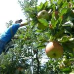 Offre d'emploi : cueillette de fruits
