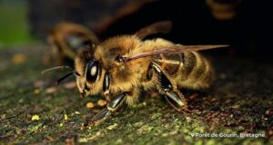 Ciné-débat sur les abeilles