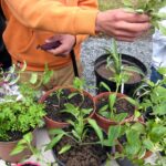 Troc de plantes et échange de végétaux