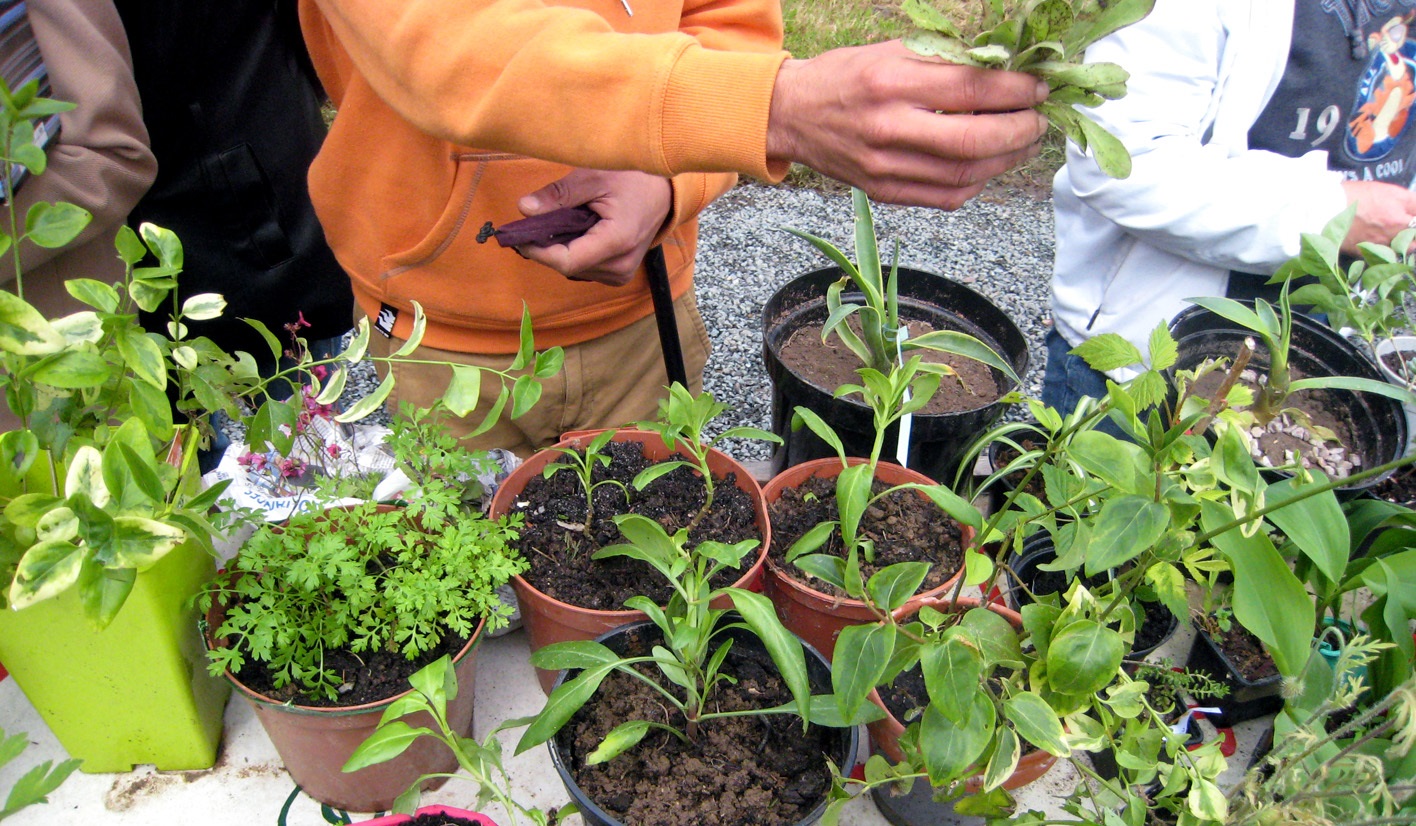 Troc de plantes et échange de végétaux