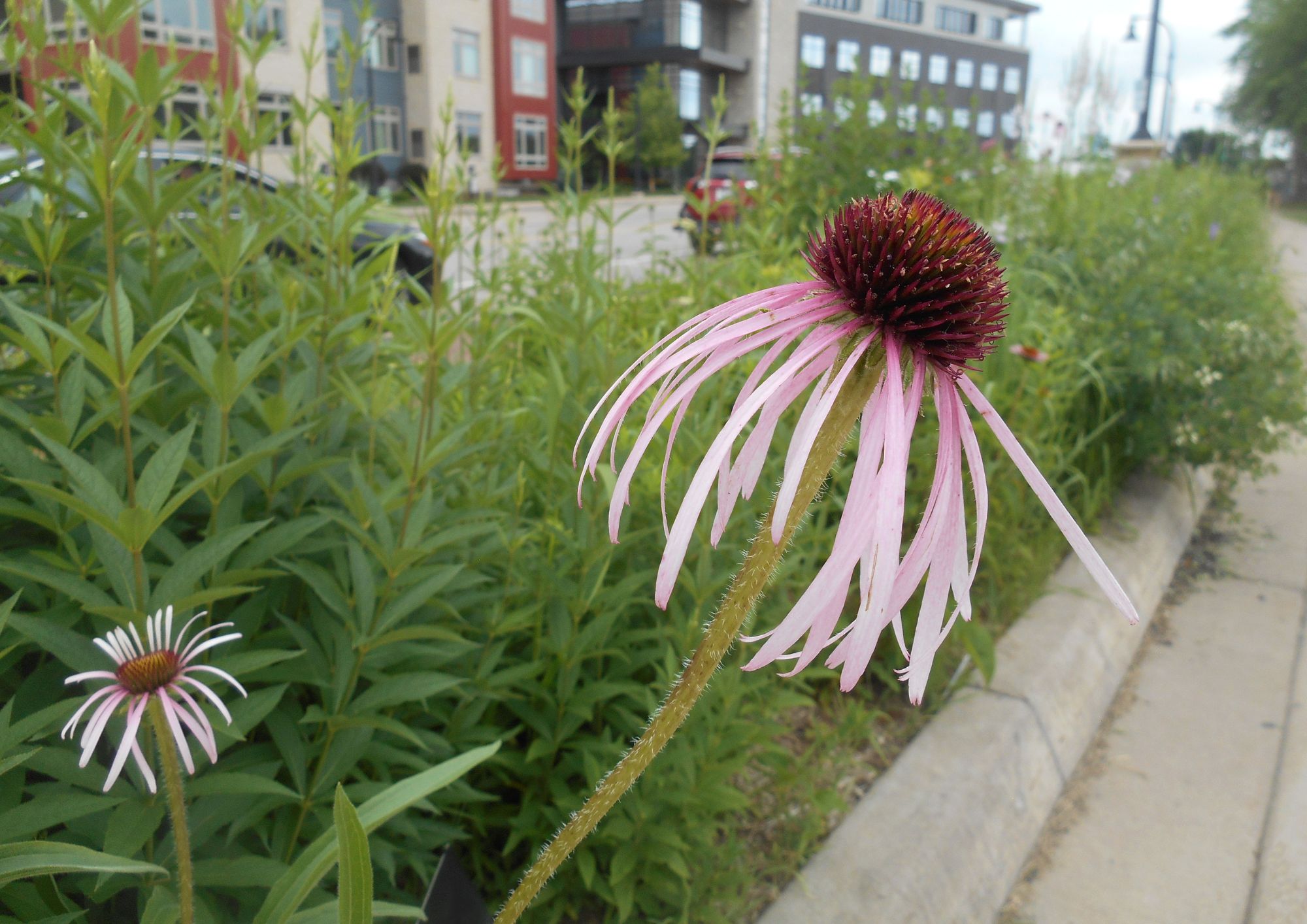 Les plantes sauvages urbaines