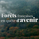 Forêts françaises en quête d'avenir