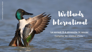 wetlands international