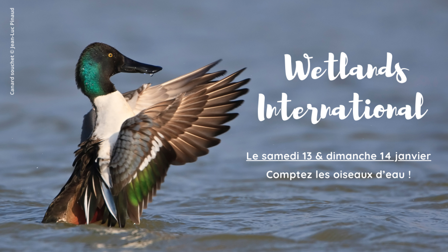 wetlands international