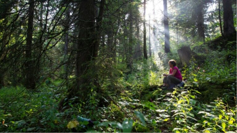 approche sensorielle de la foret