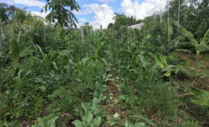 Conception de lignes de plantations en agroforesterie successionnelle @ Le Moulin de Fleyssac à Saint-Salvadour (19)