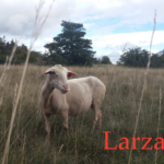 Spectacle LARZAC par Philippe Durand