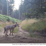 loup et louve sur le plateau de millevaches 2025-03