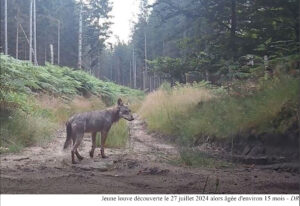 Rassemblement pour défendre le couple de loups de Corrèze @ Préfecture de TULLE