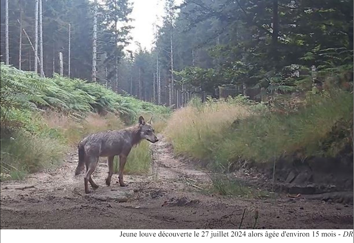 loup et louve sur le plateau de millevaches 2025-03