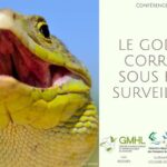 GMHL lézard ocelé conférence LPO