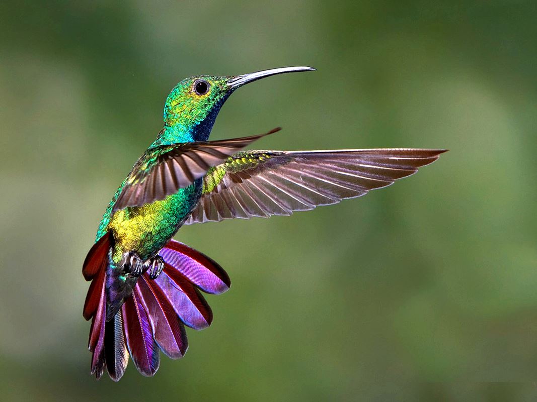 la légende du colibri réanalysée