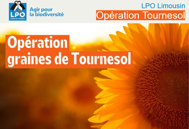 LPO correze graines de tournesol