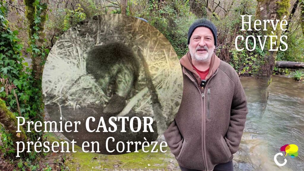 Castor en Corrèze Hervé Coves