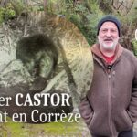 Castor en Corrèze Hervé Coves