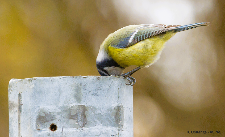 mésange, tentative de nidification