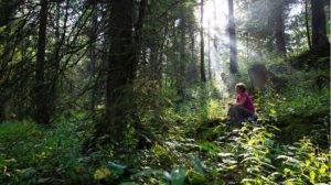 approche sensorielle de la foret